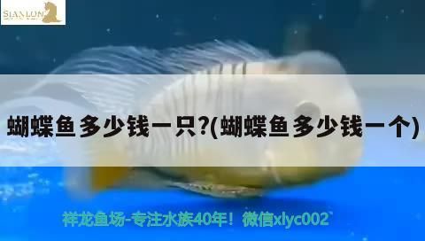 蝴蝶魚多少錢一只?(蝴蝶魚多少錢一個) 蝴蝶魚多少錢一只?(蝴蝶魚多少錢一個) 觀賞魚百科