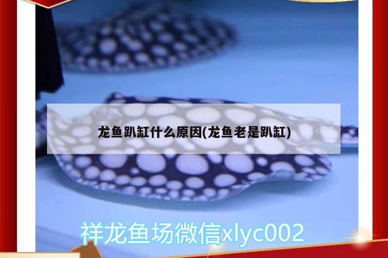 龍魚趴缸什么原因(龍魚老是趴缸) 龍魚趴缸什么原因(龍魚老是趴缸) 觀賞魚百科