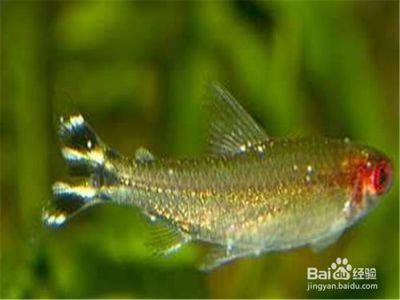 紅龍魚品質等級標準是什么：中國水產流通與加工協會團體標準q/caah01 紅龍魚品質等級標準是什么：中國水產流通與加工協會團體標準q/caah01 觀賞魚百科 第2張