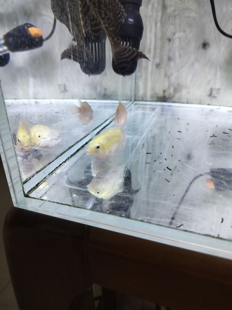 白金迷你鸚鵡