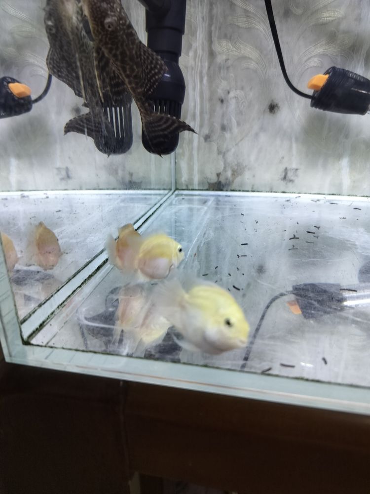 白金迷你鸚鵡