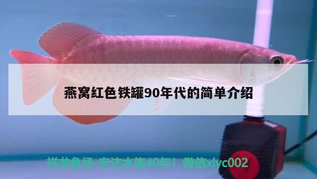 一品緋紅白錦鯉是什么品種，白秋翠錦鯉怎么看品相 一品緋紅白錦鯉是什么品種，白秋翠錦鯉怎么看品相 觀賞魚百科 第1張