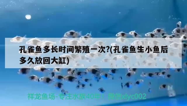 孔雀魚多長時間繁殖一次?(孔雀魚生小魚后多久放回大缸) 孔雀魚多長時間繁殖一次?(孔雀魚生小魚后多久放回大缸) 觀賞魚百科