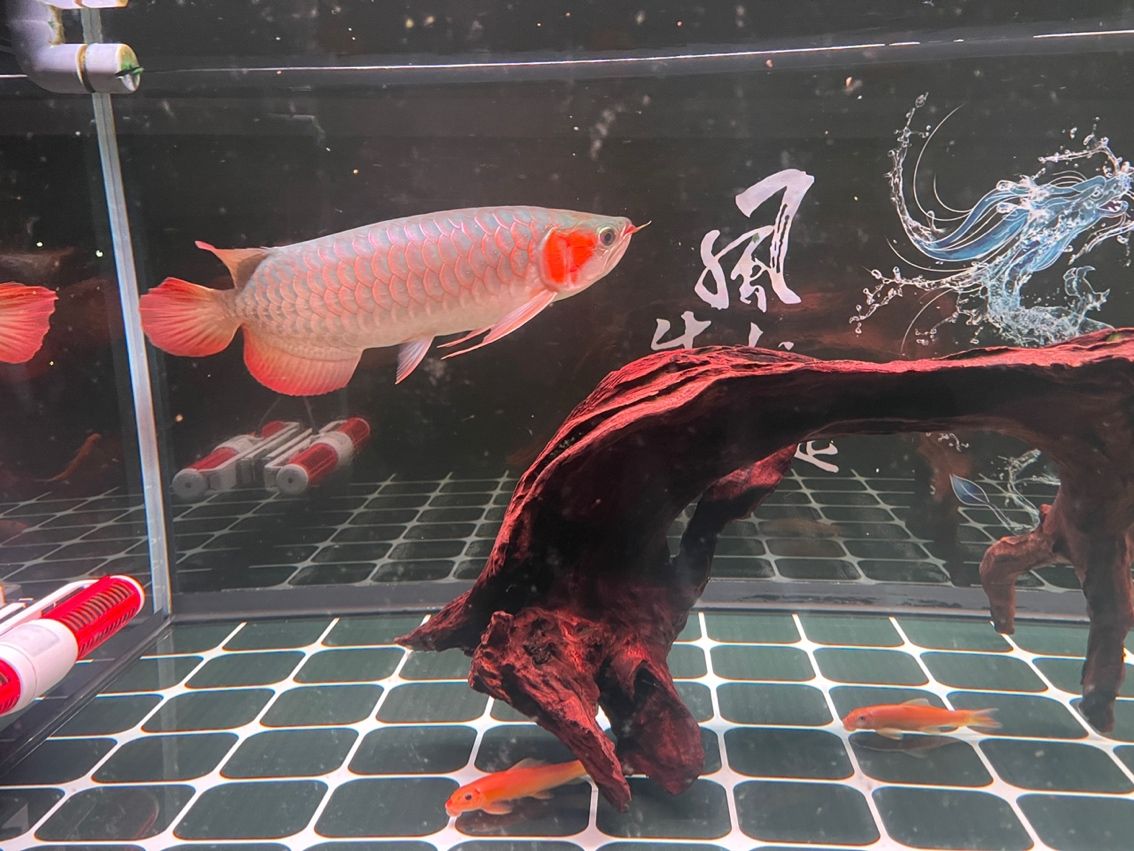 決心上岸，有需要的進來看 決心上岸，有需要的進來看 龍魚論壇 第1張