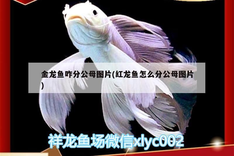 金龍魚咋分公母圖片(紅龍魚怎么分公母圖片)