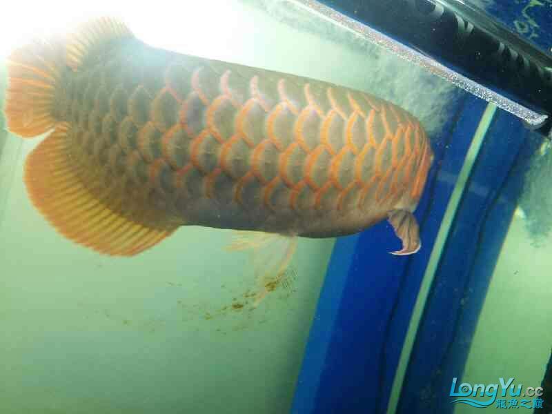 出來冒冒泡 出來冒冒泡 觀賞魚百科 第4張