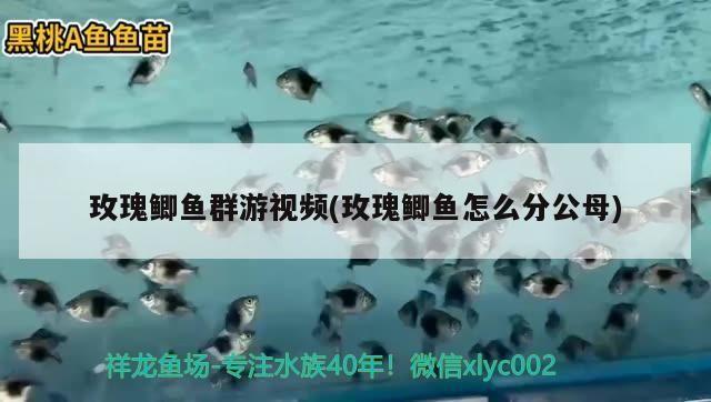 玫瑰鯽魚(yú)群游視頻(玫瑰鯽魚(yú)怎么分公母)