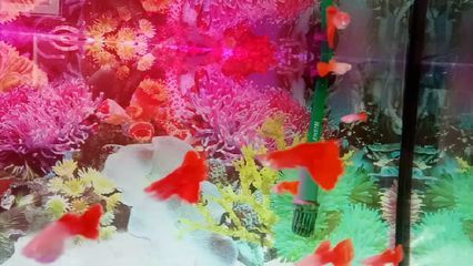 紅龍米特拉是頂級嗎（養殖紅龍魚需要注意什么？） 紅龍米特拉是頂級嗎（養殖紅龍魚需要注意什么？） 觀賞魚百科 第3張