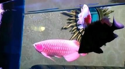 紅龍米特拉是頂級嗎（養殖紅龍魚需要注意什么？） 紅龍米特拉是頂級嗎（養殖紅龍魚需要注意什么？） 觀賞魚百科 第2張