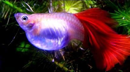 紅龍米特拉是頂級嗎（養殖紅龍魚需要注意什么？） 紅龍米特拉是頂級嗎（養殖紅龍魚需要注意什么？） 觀賞魚百科 第1張
