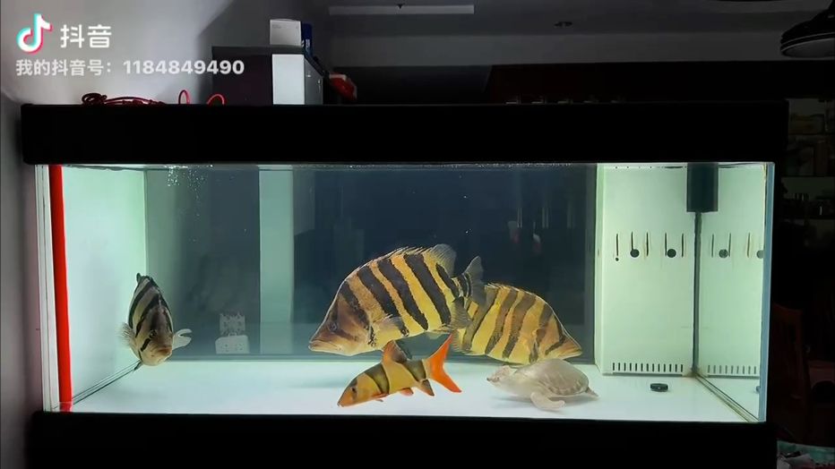來自大虎魚的壓迫感！ 來自大虎魚的壓迫感！ 龍魚論壇