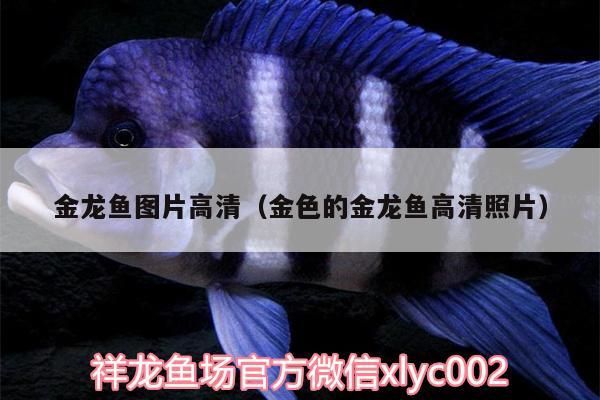 金龍魚圖片高清（金色的金龍魚高清照片） 金龍魚圖片高清（金色的金龍魚高清照片） 觀賞魚百科