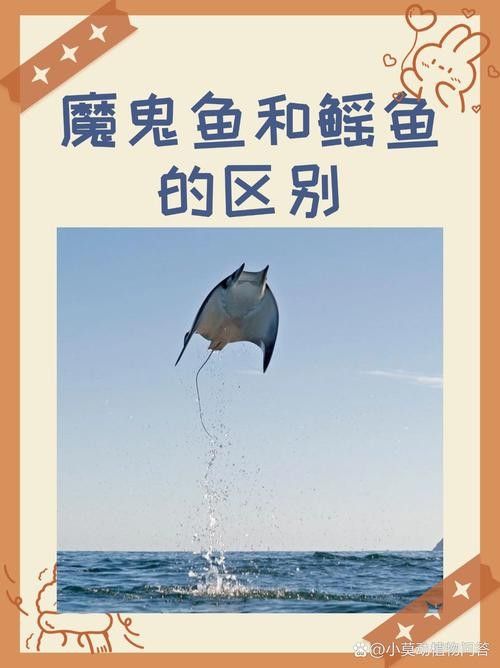 鰩魚圖片