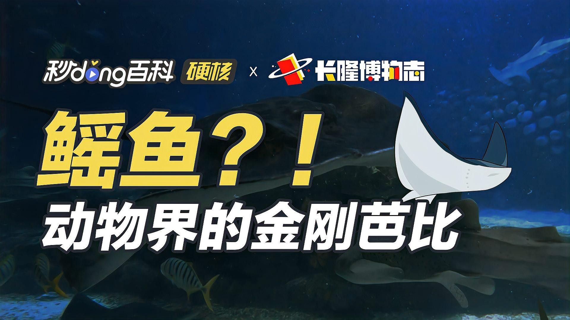 鰩魚圖片