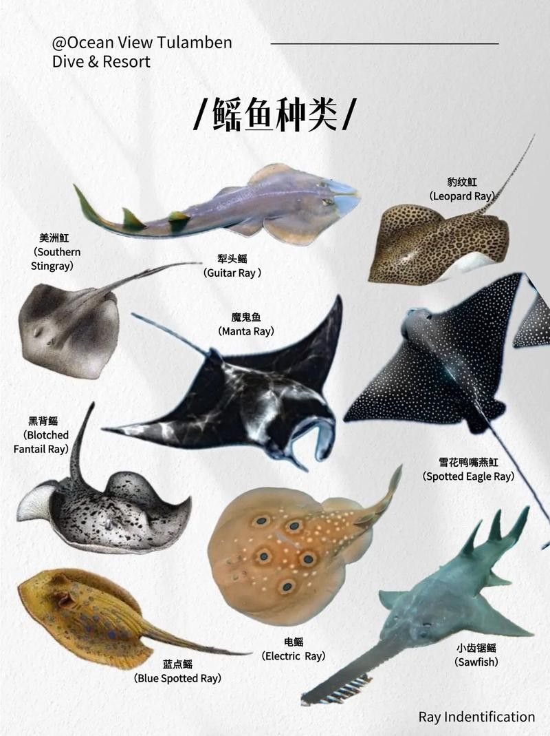 鰩魚圖片