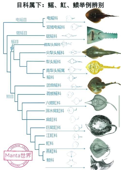 鰩魚圖片