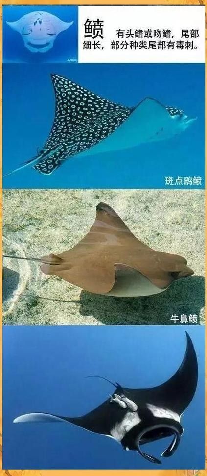 鰩魚圖片