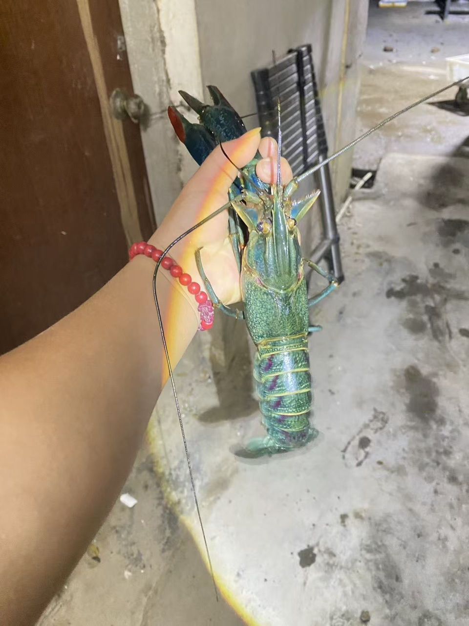 澳龍小青龍