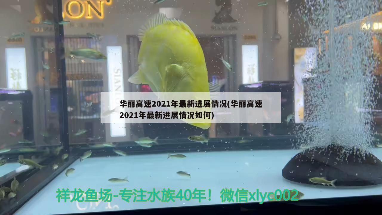 華麗高速2021年最新進(jìn)展情況(華麗高速2021年最新進(jìn)展情況如何)