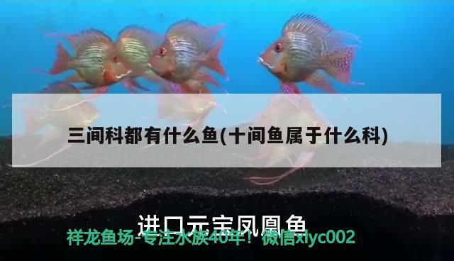 三間科都有什么魚(十間魚屬于什么科)