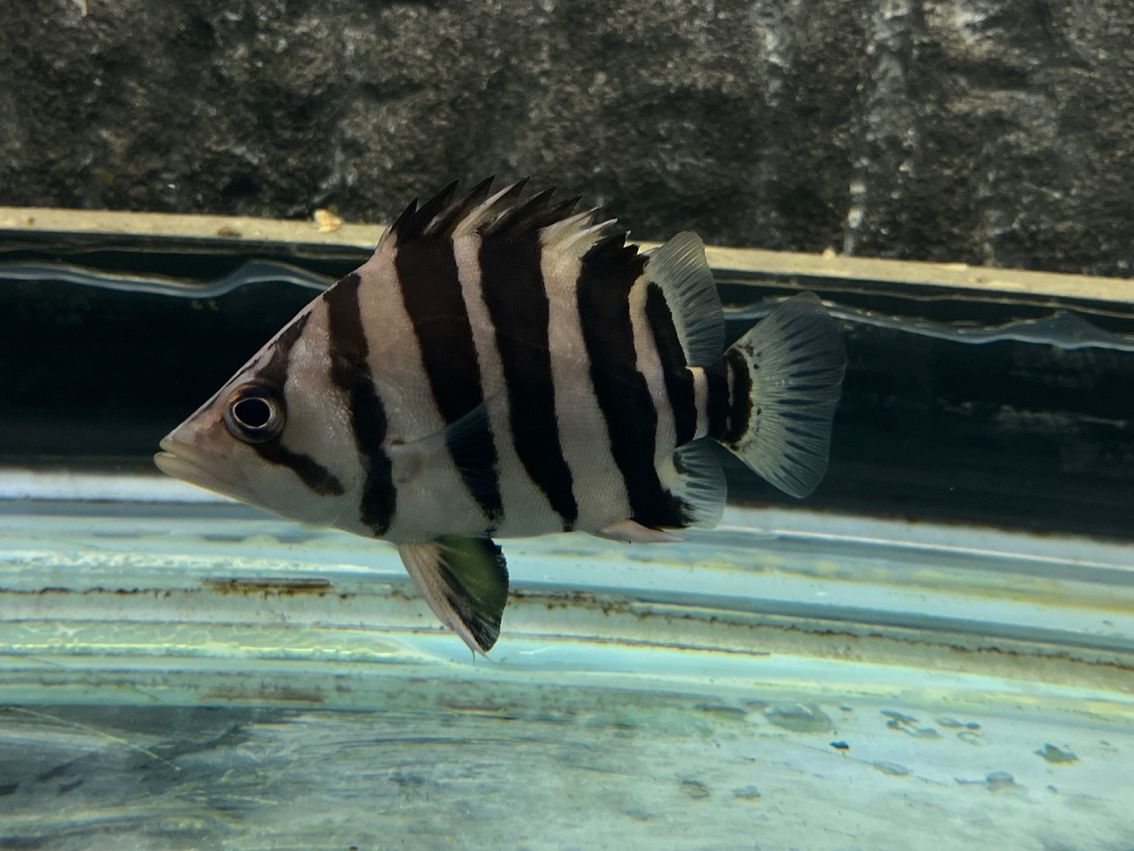 請教一下虎魚品種