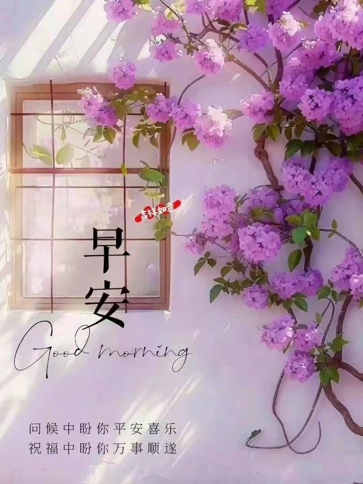 每天關注白貴妃