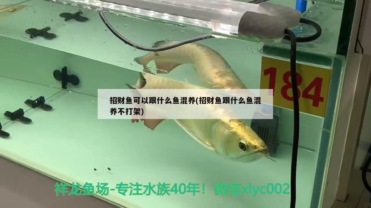 招財魚可以跟什么魚混養(yǎng)(招財魚跟什么魚混養(yǎng)不打架)