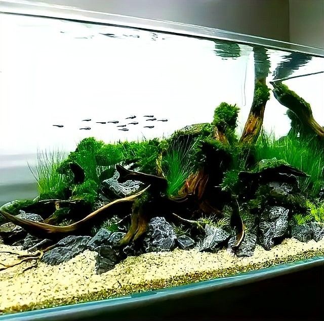 研究龍魚硝化菌澄清劑