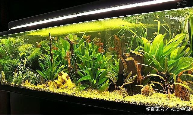 研究龍魚硝化菌澄清劑
