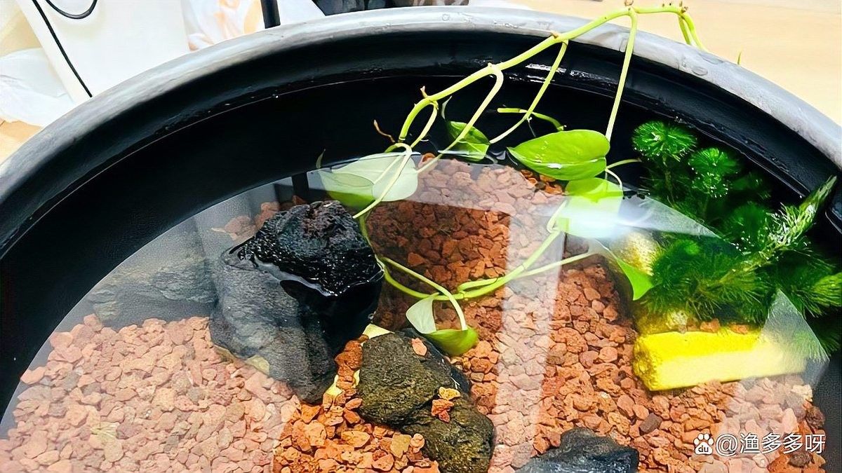 研究龍魚硝化菌澄清劑