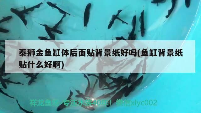 泰獅金魚缸體后面貼背景紙好嗎(魚缸背景紙貼什么好啊)