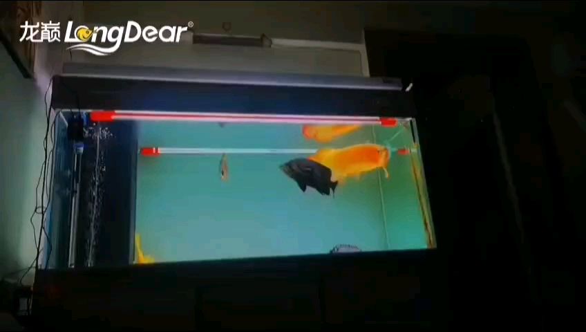 轉發943 轉發943 龍魚論壇