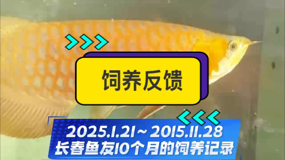 感謝長春魚友超超超用心的小紅龍成長記錄???? 從2025.1.21日入缸，到2025.11.28日全程不定期記錄???????? 10個月無燈飼養，發色可超越正常烤燈的龍魚個體。 飼養過程中，鰭尾一直在拉大，更是超出預期?? 這位魚友是一位龍魚超級發燒友，有自己的小魚房，很多魚缸，玩過很多很多的紅龍～ 飼養對比之后的認可是對我們最大的鼓勵！#萬隆天王紅龍 #龍魚 #紅龍 #觀賞魚