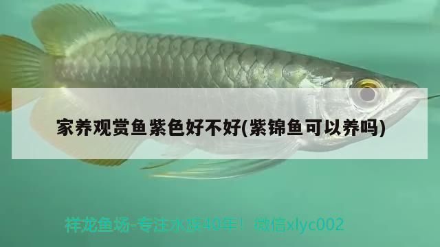 金龍魚 家養觀賞魚紫色好不好(紫錦魚可以養嗎) 觀賞魚百科 家養觀賞魚紫色好不好(紫錦魚可以養嗎) 家養觀賞魚紫色好不好(紫錦魚可以養嗎) 觀賞魚百科