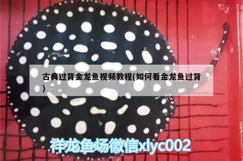 古典過背金龍魚視頻教程(如何看金龍魚過背)