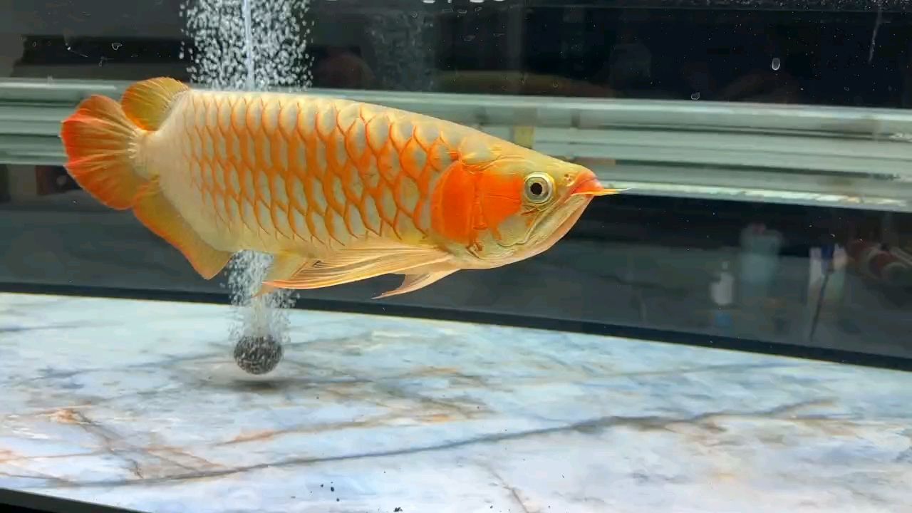 魚缸用增氧泵價格是多少:魚缸增氧機-xtrac增氧機-xtrac增氧機 上燈兩個月變化 龍魚論壇 上燈兩個月變化 上燈兩個月變化 龍魚論壇