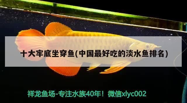 龍魚(yú) 十大牢底坐穿魚(yú)(中國(guó)最好吃的淡水魚(yú)排名) 觀賞魚(yú)百科 十大牢底坐穿魚(yú)(中國(guó)最好吃的淡水魚(yú)排名) 十大牢底坐穿魚(yú)(中國(guó)最好吃的淡水魚(yú)排名) 觀賞魚(yú)百科