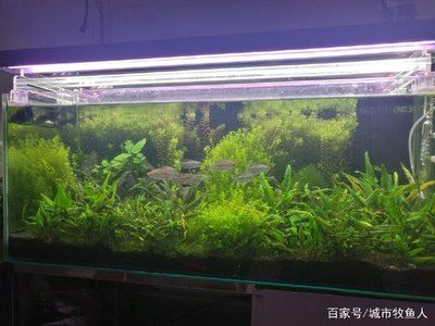 安康觀賞魚市場價格多少錢一斤