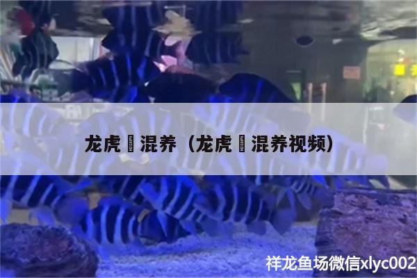 蝴蝶鯉 龍虎魟混養(龍虎魟混養視頻) 觀賞魚百科 龍虎魟混養(龍虎魟混養視頻) 龍虎魟混養(龍虎魟混養視頻) 觀賞魚百科
