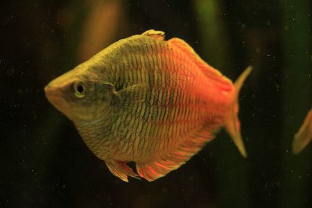 吉林市觀賞魚批發市場（吉林市觀賞魚批發市場地址）