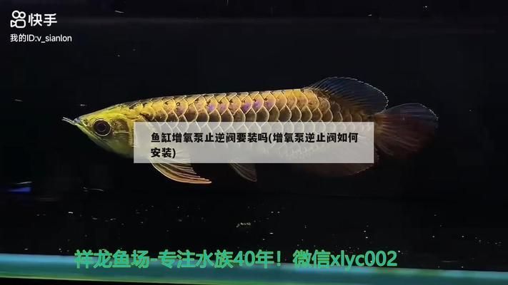 龍魚最佳飼養(yǎng)環(huán)境設(shè)置（-龍魚的最佳飼養(yǎng)水溫是多少龍魚的最佳飼養(yǎng)水溫是多少）