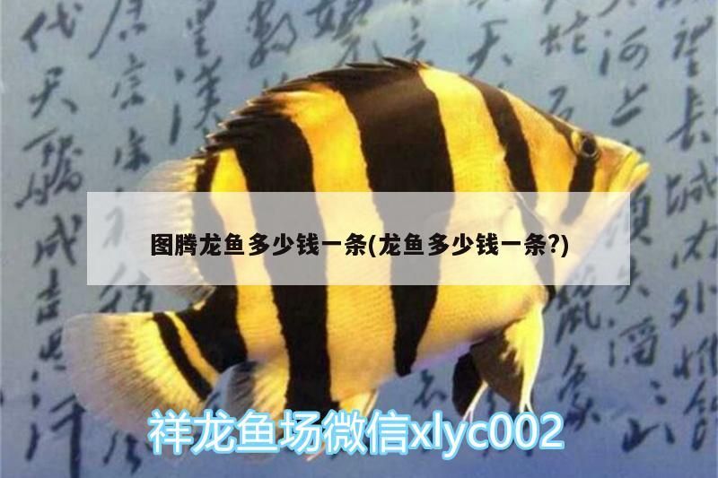 關于龍魚的風格和角度，如果需要更具體的風格或主題風格或主題，關于龍魚的一些句子