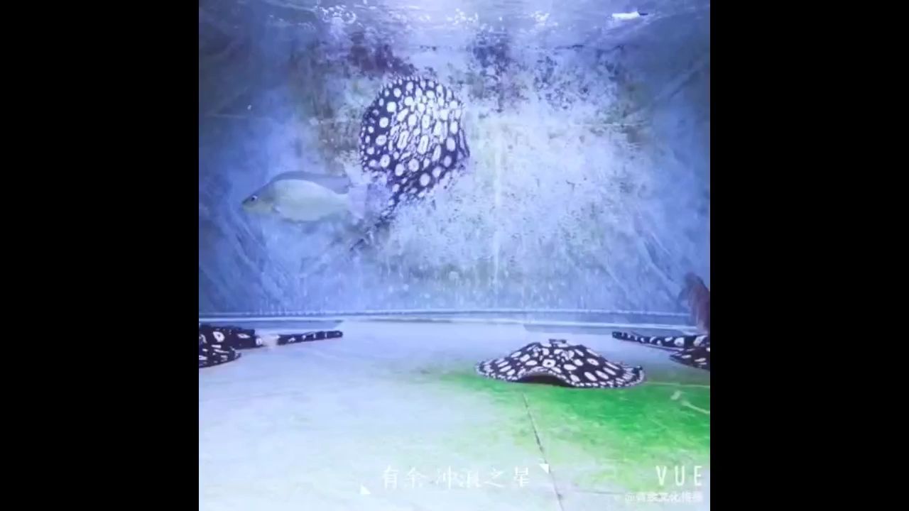 觀賞魚 婁底水族批發(fā)市場在哪里有賣 婁底水產(chǎn)市場在哪里 觀賞魚百科 婁底水族批發(fā)市場在哪里有賣 婁底水產(chǎn)市場在哪里 婁底水族批發(fā)市場在哪里有賣 婁底水產(chǎn)市場在哪里 觀賞魚百科