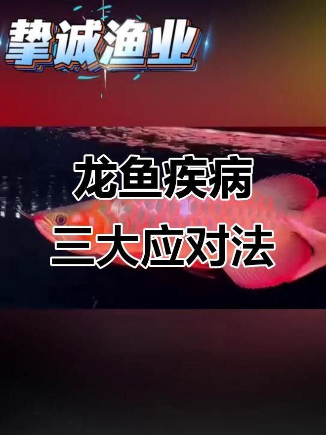 祥云金龍魚 祥云金龍魚 觀賞魚百科 第7張