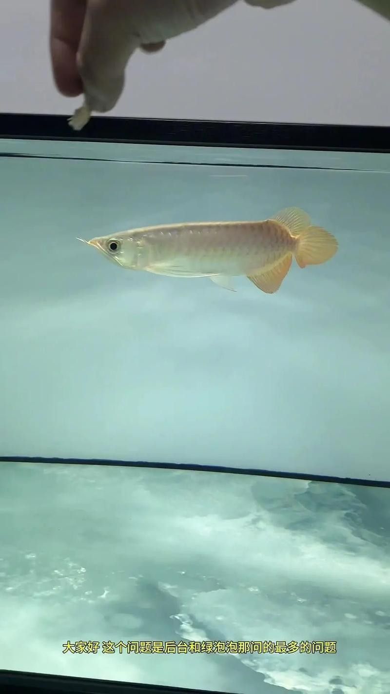 祥云金龍魚 祥云金龍魚 觀賞魚百科 第3張