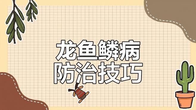 祥云金龍魚 祥云金龍魚 觀賞魚百科 第8張