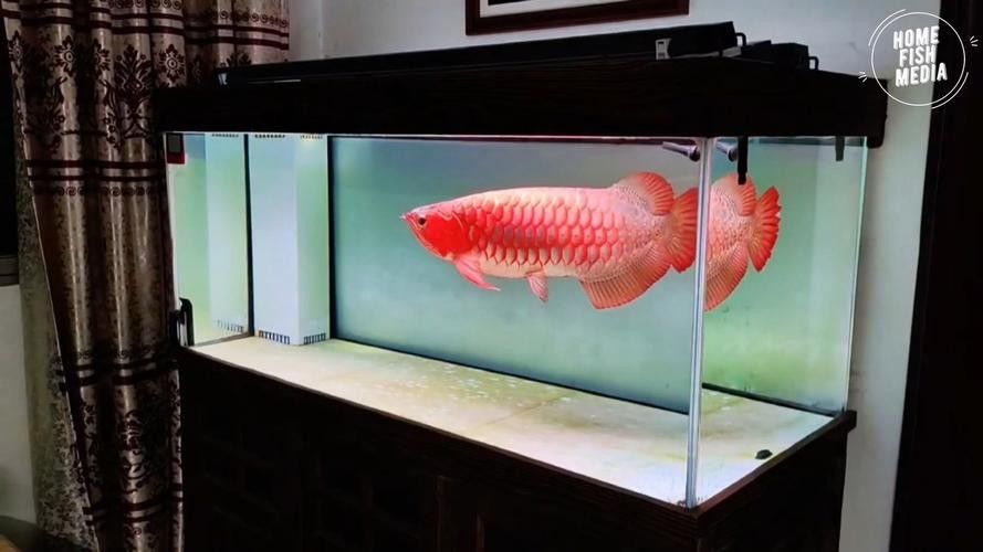 祥云金龍魚 祥云金龍魚 觀賞魚百科 第2張