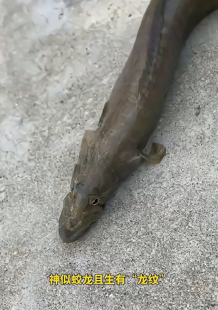 倉龍魚長什么樣子圖片