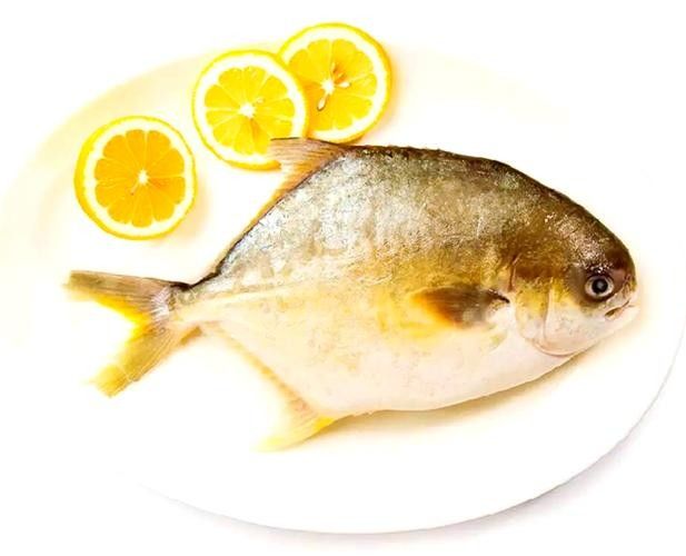 倉龍魚長什么樣子圖片