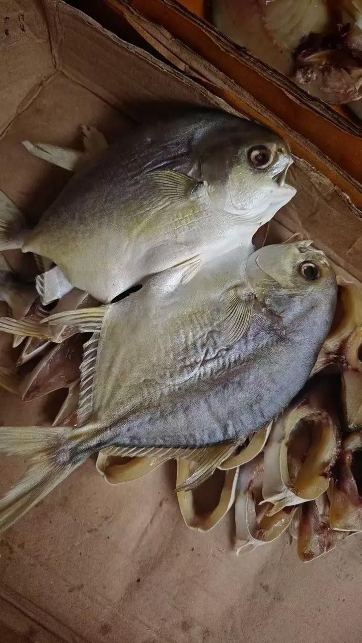 倉龍魚長什么樣子圖片